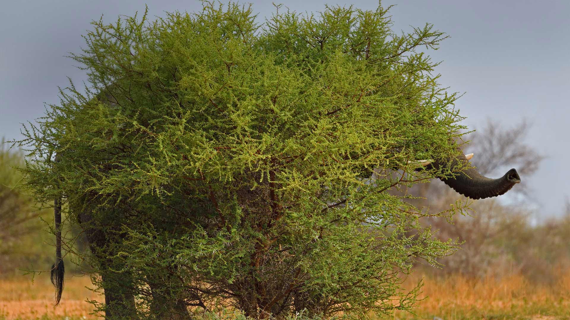 网红商城